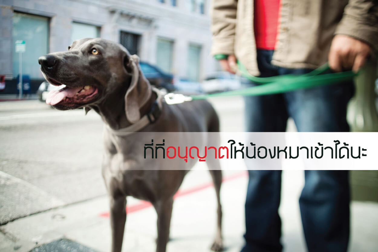 สถานที่เที่ยว พาน้องหมาตะลุยนอกบ้าน – ยาจุดกันยุงสำหรับสุนัข – ป้องกันยุงให้ สุนัข | Buxaway