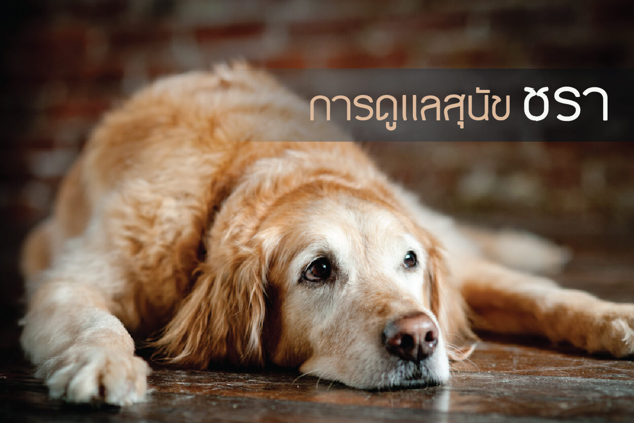 เมื่อสุนัขแสนรักของเรา เข้าสู่วัยชรา ต้องดูแลอย่างไร – ยาจุดกันยุงสำหรับ สุนัข – ป้องกันยุงให้สุนัข | Buxaway เมื่อสุนัขแสนรักของเรา เข้าสู่วัยชรา ต้องดูแลอย่างไร – ยาจุดกันยุงสำหรับ สุนัข – ป้องกันยุงให้สุนัข | Buxaway