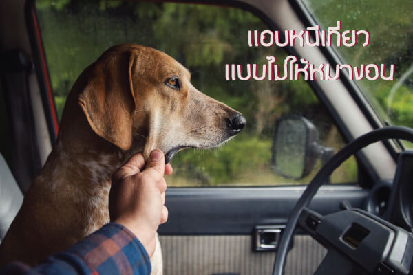 แอบหนีเที่ยวสบายใจ วิธีการปล่อยน้องหมาอยู่ตามลำพังแบบได้ผล –  ยาจุดกันยุงสำหรับสุนัข – ป้องกันยุงให้สุนัข | Buxaway