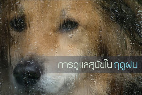 buxaway-5 วิธี การดูแลสุนัขในฤดูฝน