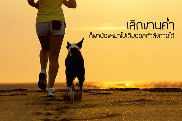 buxaway-จูงสุนัขในยามพลบค่ำให้ปลอดภัย