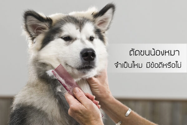 buxaway-ตัดขนน้องหมาจำเป็นไหม มีข้อดีหรือไม่