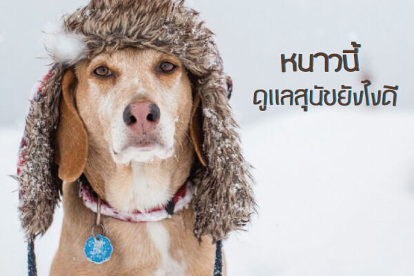 buxaway-วิธีดูแลน้องหมา เมื่อลมหนาวมาเยือน