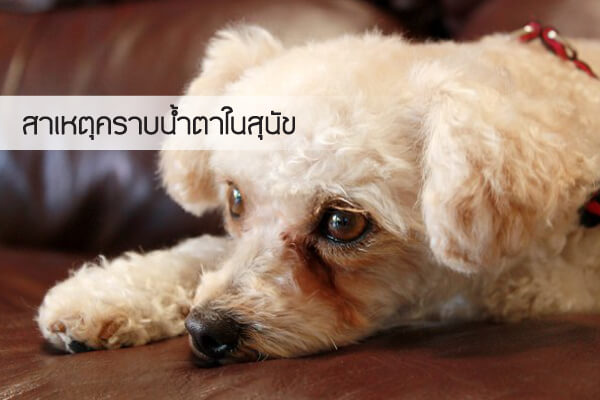 buxaway-สาเหตุของร่องรอยคราบน้ำตาในสุนัข