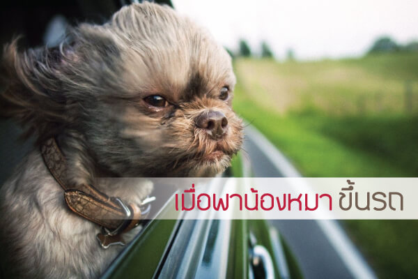 buxaway-เมื่อต้องเดินทางโดยรถยนต์ไปกับน้องหมา