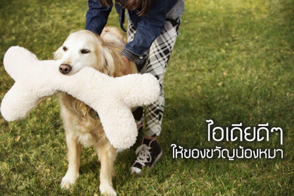 buxaway-ไอเดียดีๆ กับการให้ของขวัญกับน้องหมา