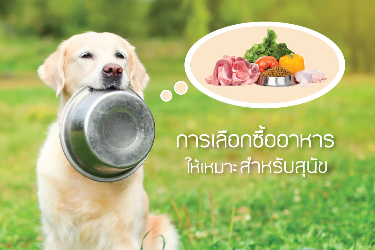 การเลือกซื้ออาหารให้เหมาะกับสุนัข – ยาจุดกันยุงสำหรับสุนัข – ป้องกันยุงให้ สุนัข | Buxaway