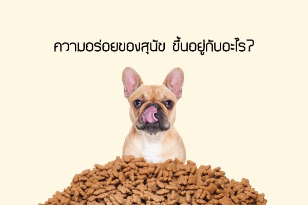 buxaway-ความอร่อยของสุนัขขึ้นอยู่กับอะไร