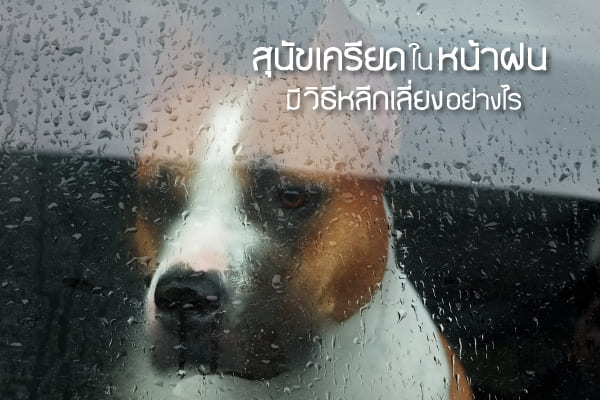 buxaway-วิธีหลีกเลี่ยง ความรู้สึกเครียด ของ สุนัข ในหน้าฝน