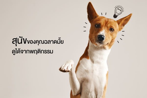 buxaway-สุนัขของคุณฉลาดมั้ย ดูได้จากพฤติกรรม