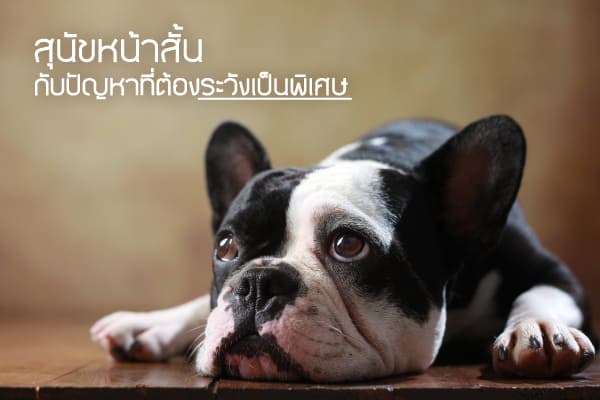 buxaway-สุนัขหน้าสั้น กับปัญหาที่ต้องระวังเป็นพิเศษ