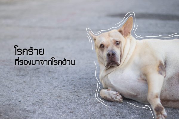 buxaway-โรคร้ายที่รองมาจากโรคอ้วน buxaway-โรคร้ายที่รองมาจากโรคอ้วน